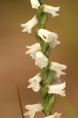 Spiranthes tuberosa