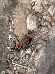 Carabus arvensis