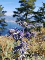 Eryngium amethystinum