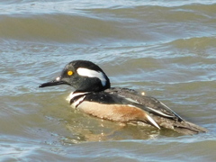 Lophodytes cucullatus