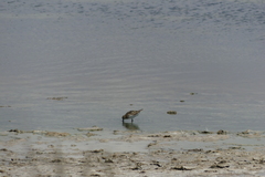 Calidris minuta