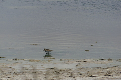 Calidris minuta
