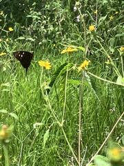 Thorybes dorantes dorantes