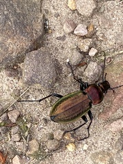 Carabus arvensis