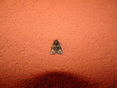 Craniophora ligustri