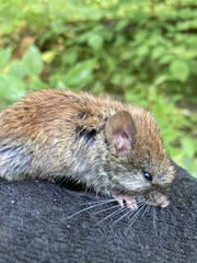 Clethrionomys gapperi