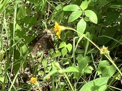 Thorybes dorantes dorantes