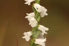 Spiranthes tuberosa
