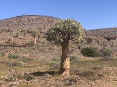 Aloidendron dichotomum