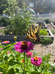 Papilio multicaudata
