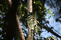 Monstera dubia