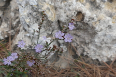 Limonium
