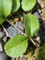 Veronica officinalis