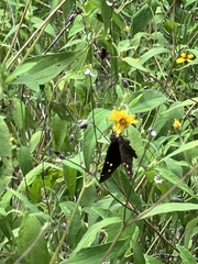 Thorybes dorantes dorantes