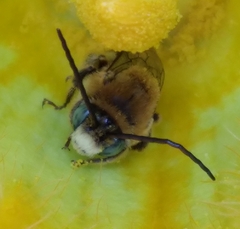 Melissodes trinodis