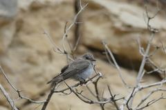 Muscicapa striata balearica