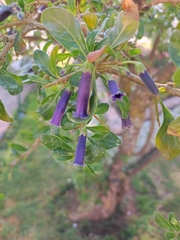 Dunalia spinosa