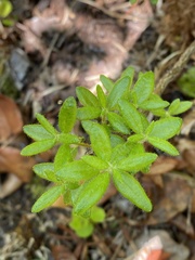 Rhododendron