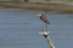 Egretta tricolor
