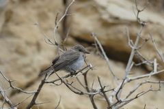 Muscicapa striata balearica