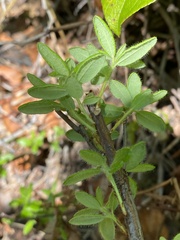 Rhododendron