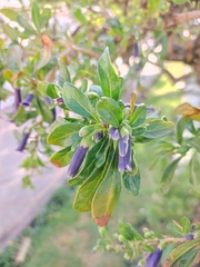 Dunalia spinosa