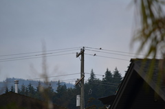 Streptopelia decaocto