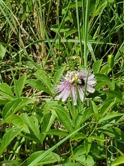 Passiflora incarnata