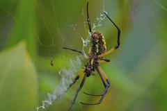 Argiope aurantia