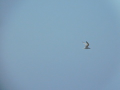 Gelochelidon nilotica