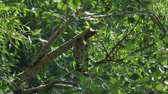 Accipiter brevipes