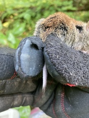 Clethrionomys gapperi