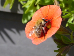 Bombus pascuorum