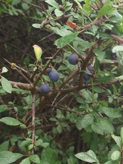 Prunus spinosa