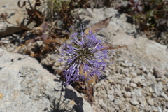 Trachelium caeruleum