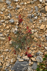 Astragalus australis