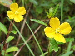 Ludwigia maritima
