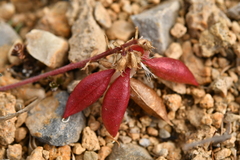 Astragalus australis
