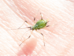 Macrosiphum rosae