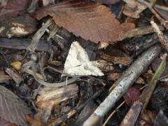 Frederickia s-signata