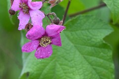 Rubus odoratus