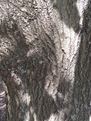 Quercus shumardii