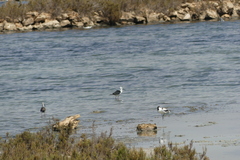 Himantopus himantopus