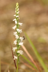 Spiranthes tuberosa