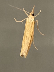 Agriphila