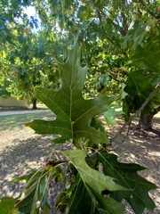 Quercus shumardii