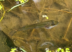 Micropterus