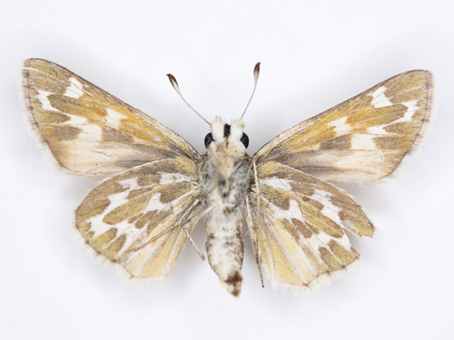 Uncas Skipper