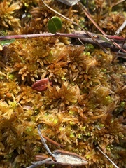 Sphagnum fuscum