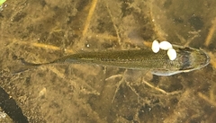 Micropterus